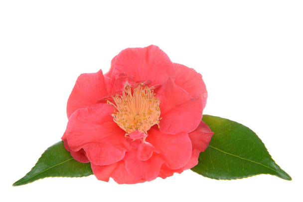 Camellia japonica aislada sobre fondo blanco. Conocida como camelia común, o camelia japonesa, es una de las especies más conocidas del género Camellia. A veces llamada la Rosa del invierno
 - Foto, Imagen
