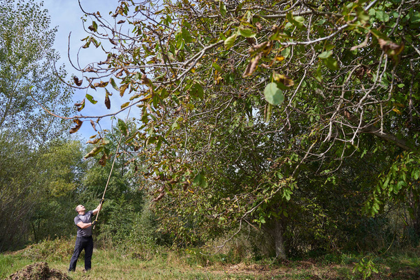 Farmer harvesting walnuts in his orchard, beating and shaking the branches - Foto, afbeelding