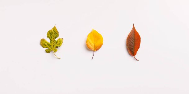 Tres hojas diferentes de color aisladas sobre fondo blanco
 - Foto, imagen