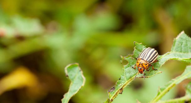 Colorado potato beetle eating a leaf. Copy space for text. - Photo, Image