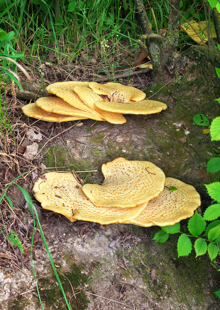 Polyporus squamosus, keltainen basidiomycete kiinnike sieni
 - Valokuva, kuva