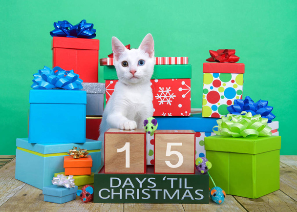 One fluffy white kitten with heterochromia, odd-eyes, sitting on brown wood floor surrounded by colorful presents with bows. Игрушечные мыши и обратный отсчет до рождественских блоков
.  - Фото, изображение