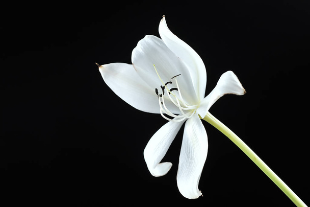Crinum lilja musta
 - Valokuva, kuva