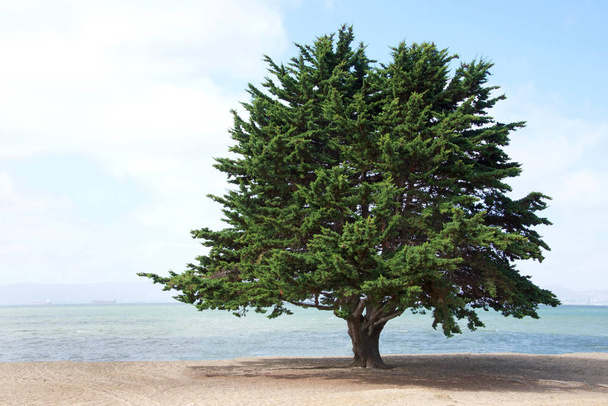 Monterey Pine Tree, a species of pine native to the Central Coast of California and Mexico, growing on the beach in Northern California - Photo, Image