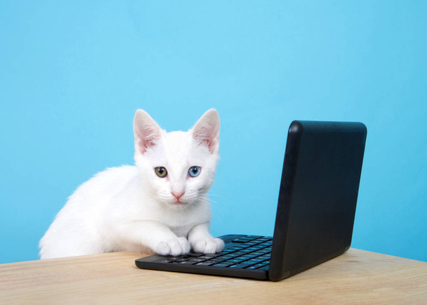 Portrait of one cute white kitten with heterochromia, or odd-eyes leaning on a computer keyboard on miniature laptop looking directly at viewer. Wood table, powder blue background with copy space - Photo, Image