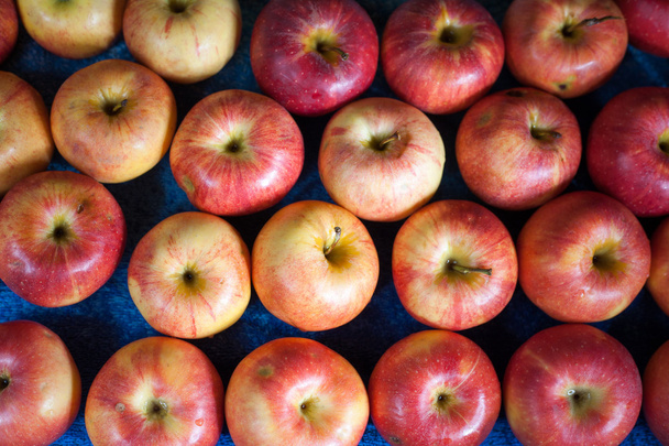 Many apples - Foto, Imagen