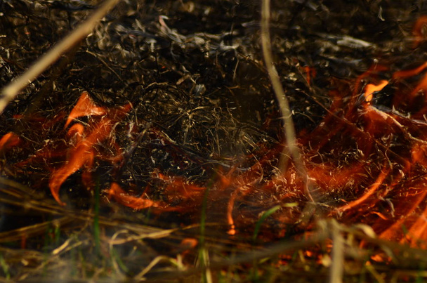 Küstenzone des Sumpfbaches, starker Rauch aus dem Feuer des Lianenbewuchses. Frühlingsfeuer aus trockenem Schilf nähern sich den Häusern des Dorfes gefährlich durch Flussreinigung von Schilfflächen, trockenem Gras. Naturkatastrophe - Foto, Bild