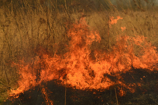 kustzone van Marsh Creek, sterke rook uit brand van Liana begroeiing. Spring vuren van droge rieten naderen gevaarlijk huizen van dorp door rivier schoonmaken velden van riet, droog gras. Natuurramp - Foto, afbeelding