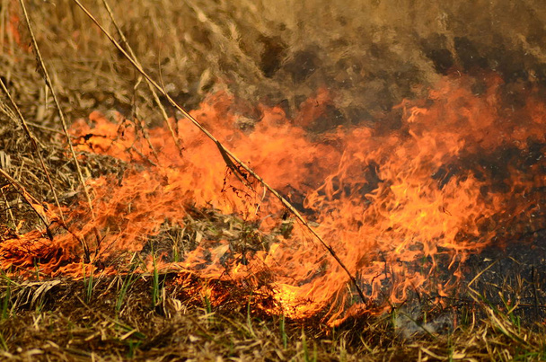 a parti övezetben a mocsári patak, az erős füst a tűz a Liana elszaporodását. A száraz nád tavaszi tüze veszélyesen megközelíti a falu Víztisztítását a nád, száraz fű. Természeti katasztrófa - Fotó, kép