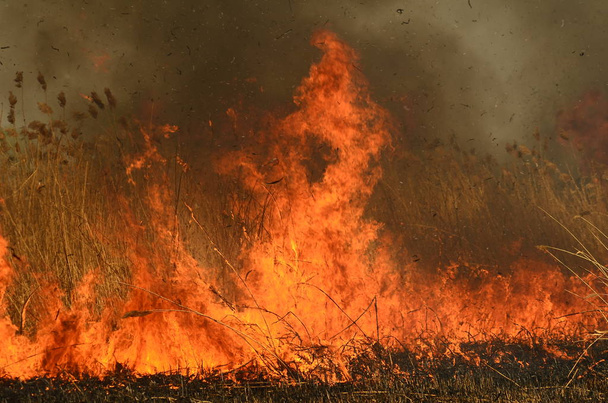 παράκτια ζώνη του βάλτου Κρικ, ισχυρός καπνός από τη φωτιά της υπερανάπτυξης. Οι ανοιξιάτικες φωτιές των ξηρών καλαμιών προσεγγίζουν τα σπίτια του χωριού από τον ποταμό καθαρίζοντας χωράφια από καλάμια, ξηρό γρασίδι. Φυσική καταστροφή - Φωτογραφία, εικόνα