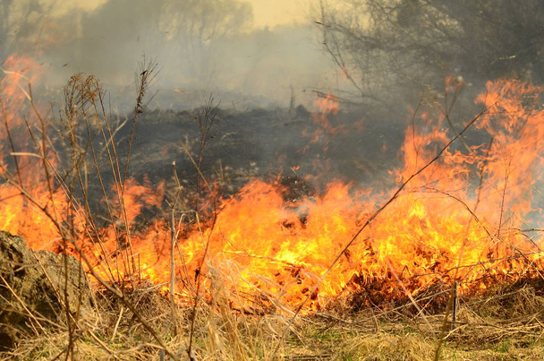 oheň spálit trávu - Fotografie, Obrázek