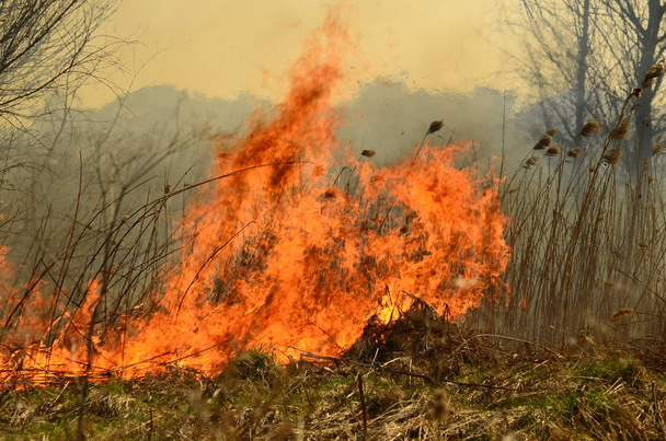 Marsh Creekin rannikkovyöhyke, voimakas savu Lianan liikakasvusta. Kevät tulipalot kuiva ruoko vaarallisesti lähestyä taloja kylän joki Puhdistus pellot ruoko, kuiva ruoho. Luonnonkatastrofi
 - Valokuva, kuva