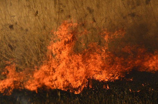 湿地小川の沿岸域、リアナ過剰成長の火災からの強い煙。乾いたリードの春の火災は、リードの川の清掃フィールド、乾燥した草によって村の家に危険に近づきます。自然災害 - 写真・画像