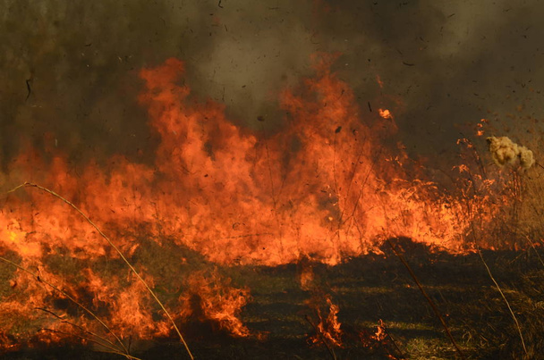 Strefa przybrzeżna Bagno Creek, silny dym z ognia z Liana przerost. Wiosną pożary suchych stroiki niebezpiecznie podejść do domów wsi przez rzekę czyszczenie pola stroiki, suchej trawy. Klęska żywiołowa - Zdjęcie, obraz