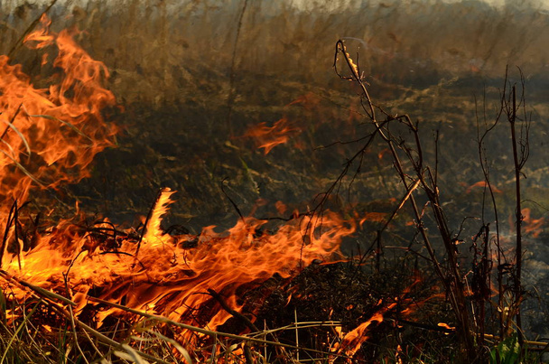 Marsh Creekin rannikkovyöhyke, voimakas savu Lianan liikakasvusta. Kevät tulipalot kuiva ruoko vaarallisesti lähestyä taloja kylän joki Puhdistus pellot ruoko, kuiva ruoho. Luonnonkatastrofi
 - Valokuva, kuva