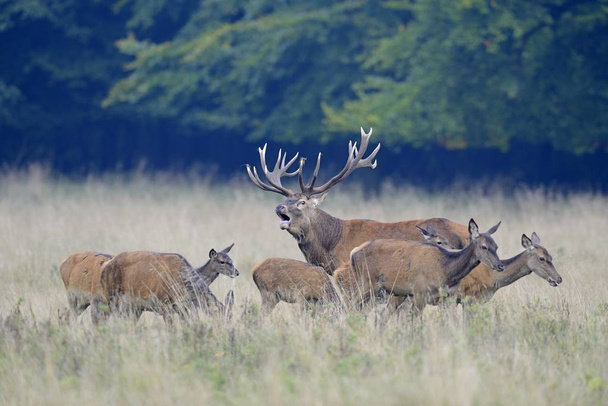 Rd Deer (Cervus elaphus), herd, Jaegersborg, Coph, Дания, Европа
 - Фото, изображение