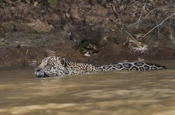 Jaguar uimassa Cuaiaba-joessa, Pantanal, Mato Grosso, Brasilia
 - Valokuva, kuva