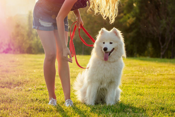 beautiful curly blonde smiling happy young woman in denim shorts training a white fluffy cute samoyed dog in the summer park sunset rays field background . pet and hostess - Fotoğraf, Görsel