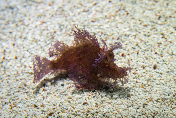 Weedy Scorpionfish - Scorpaenidae fish family (en inglés). Foto submarina de pez escorpión rosa descansando en el fondo del océano. Especies venenosas de la vida marina
 - Foto, imagen