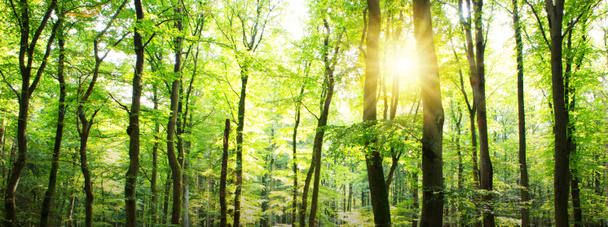 Sommerwald mit Sonnenlicht. Hintergrund Natur. - Foto, Bild
