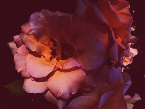 wunderbare blühende Rose Blume bei Sonnenuntergang, blumige Schönheit Hintergrund - Foto, Bild