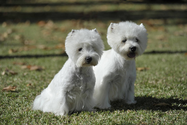 Pár West Highland White Terrier Dogs - Fotografie, Obrázek