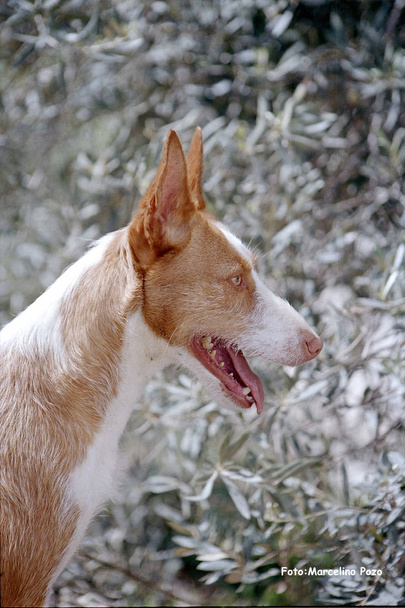 Podenco Andalou Tête de portrait chien de race
 - Photo, image