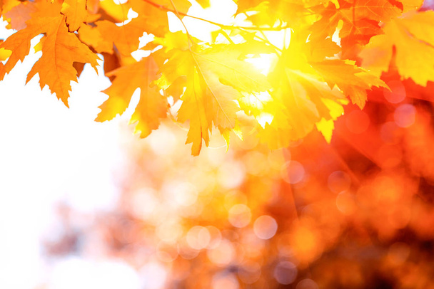 Orange maple leaves on tree against sun lights and bokeh. Autumn fall background. Colorful foliage. - Photo, Image