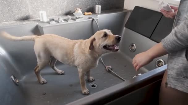 Labradorin koiranpentu kylpee suihkussa. Pentu kieltäytyy uimasta ja vastustaa
.  - Materiaali, video