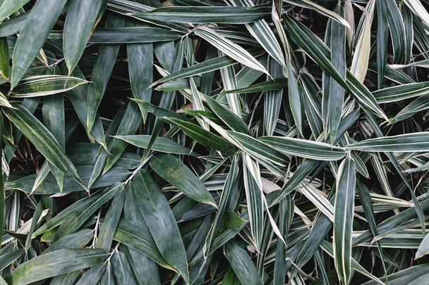 gros plan des feuilles de bambou sasa palmata dans le jardin
 - Photo, image