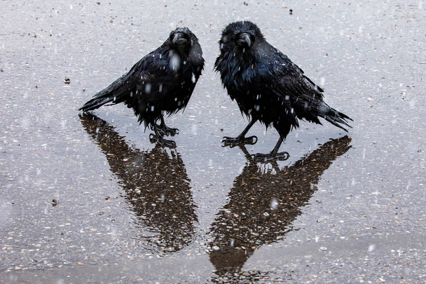 Un corvo nero sotto la neve e la pioggia
 - Foto, immagini