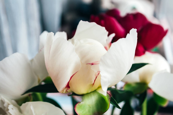 Beyaz şakayık tomurcuğunun yakın görüntüsü hoş bir renkte bulanık bir arka plana karşı. Bayram hediyesi olarak güzel bir çiçek. Bir buket narin çiçek. Seçici odak - Fotoğraf, Görsel