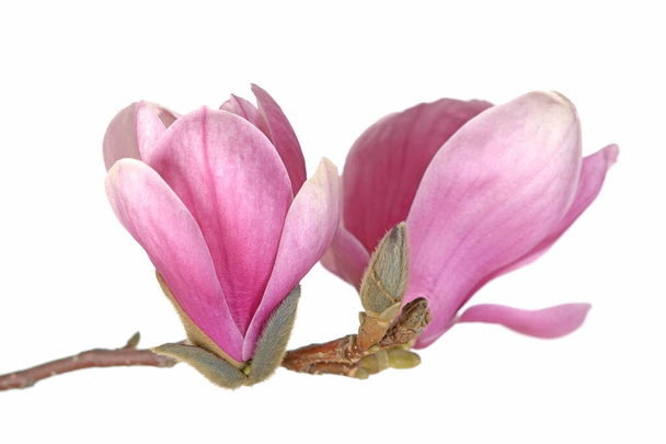 ροζ magnolia - Φωτογραφία, εικόνα