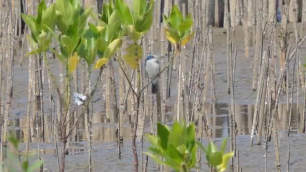 Pták královský (Todiramphus chloris) na stromě v mangrovu. - Záběry, video