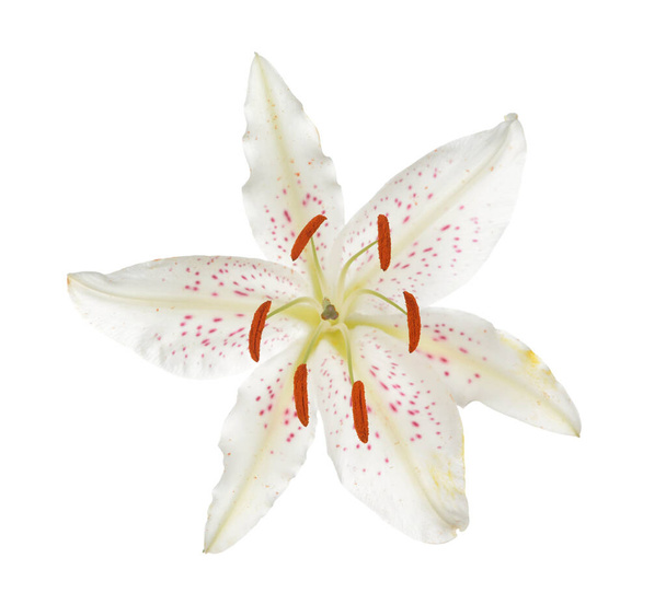 single white lily  - Photo, Image