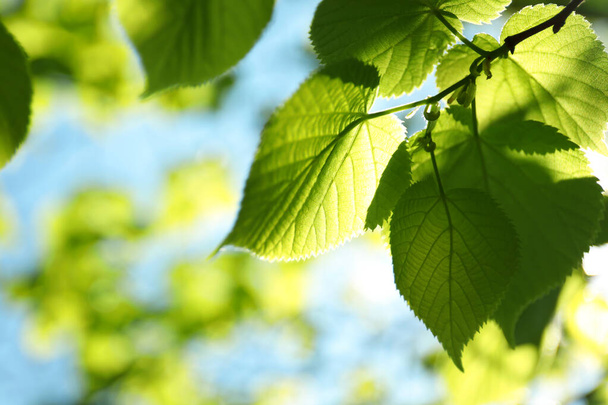 Tree branch with green leaves on sunny day - Foto, immagini