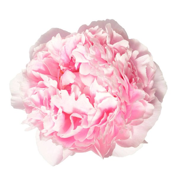 Flor de peónia
 - Foto, Imagem