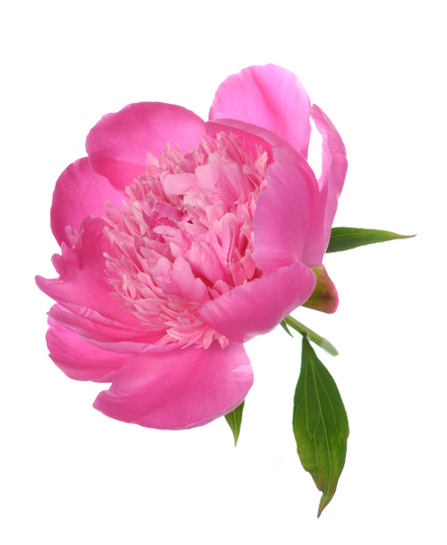 Peônia rosa
 - Foto, Imagem