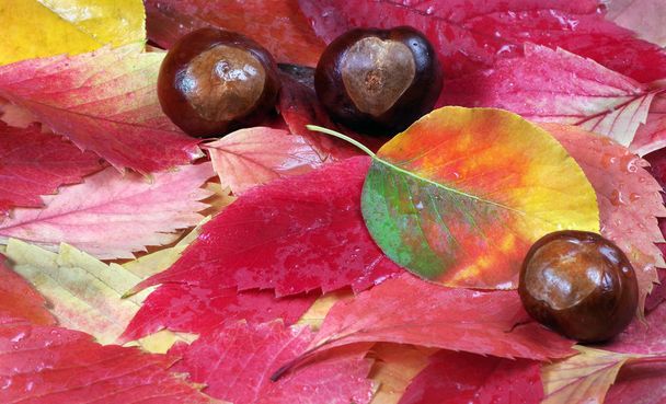 Fallen autumn leaves. Autumn background. Bright multicolored autumn leaves - Фото, изображение