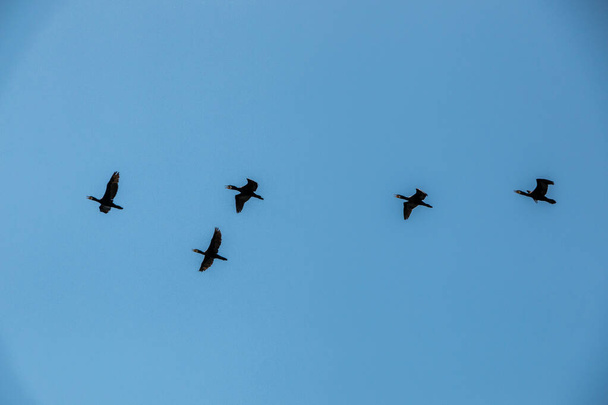 Ryhmä isoja mustia merimetsoja lentää ilmassa.
 - Valokuva, kuva