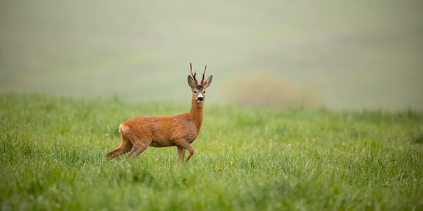 Panoramic wide composition with roe deer, capreolus capreolus, buck in summer. - Photo, Image