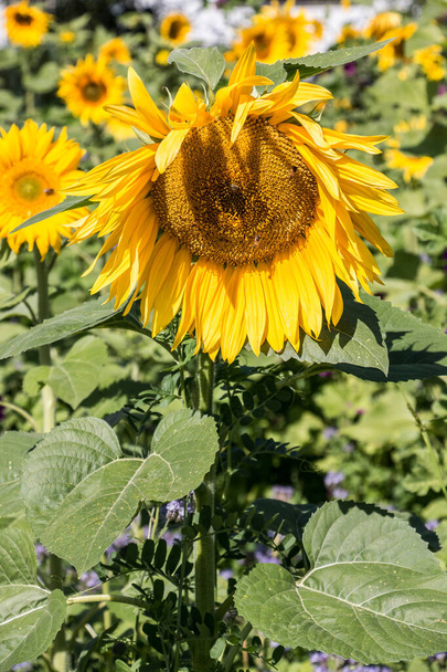 Большие ярко-золотые подсолнухи на большом подсолнечном поле с пчелой
 - Фото, изображение