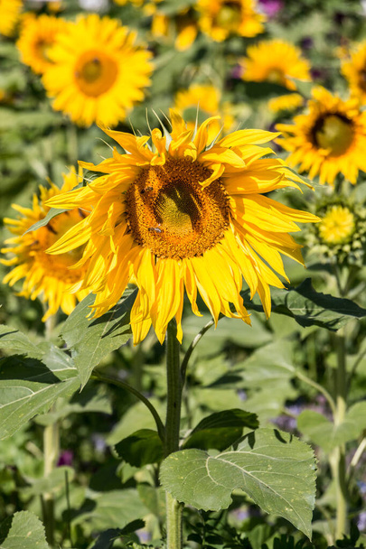Большие ярко-золотые подсолнухи на большом подсолнечном поле с пчелой
 - Фото, изображение