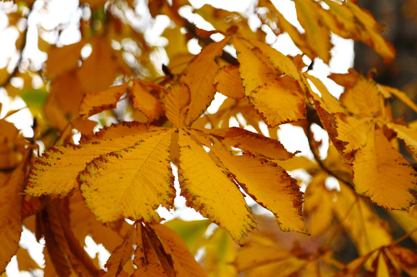 yellow autumn conker leaf chestnut - 写真・画像