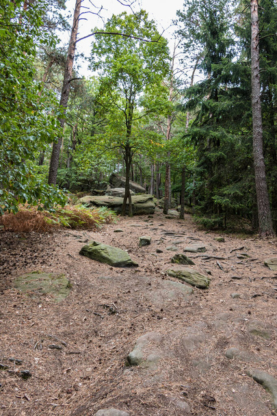 Великі скелі посеред зеленого лісу
 - Фото, зображення