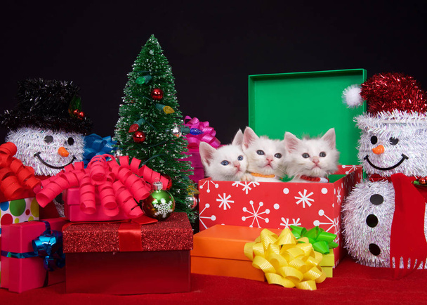 Küçük bir Noel ağacının yanındaki tatil kutusunda üç tüylü beyaz kedi yavrusu, bir tarafta parlak renkli fiyonklu hediyelerle çevrili bir kardan adam. Sağdaki izleyicilere bakıyorum. - Fotoğraf, Görsel