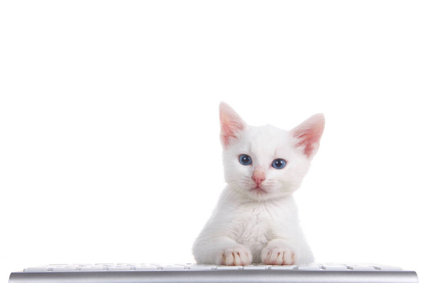 un gatito blanco esponjoso con hermosos ojos azules acostado en un teclado de computadora aislado sobre fondo blanco, mirando directamente al espectador
. - Foto, Imagen