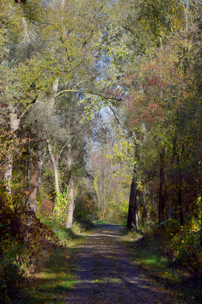 Beau paysage automnal : Un sentier dans une forêt
. - Photo, image