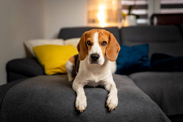 Purebred beagle lying on sofa looking towards camera. - Photo, Image