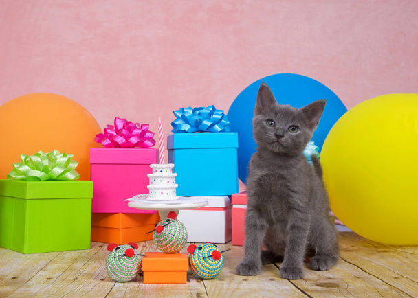 Fluffy gray kitten on wood floor sitting next to white porcelain table with tiny birthday cake with one pink candle. Bright colorful balloons and presents with bows all around, pink background. - Foto, Bild